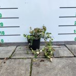 Jazmínovec pravý (Trachelospermum jasminoides) ´TRICOLOR´– výška 20-30 cm, kont.C2L